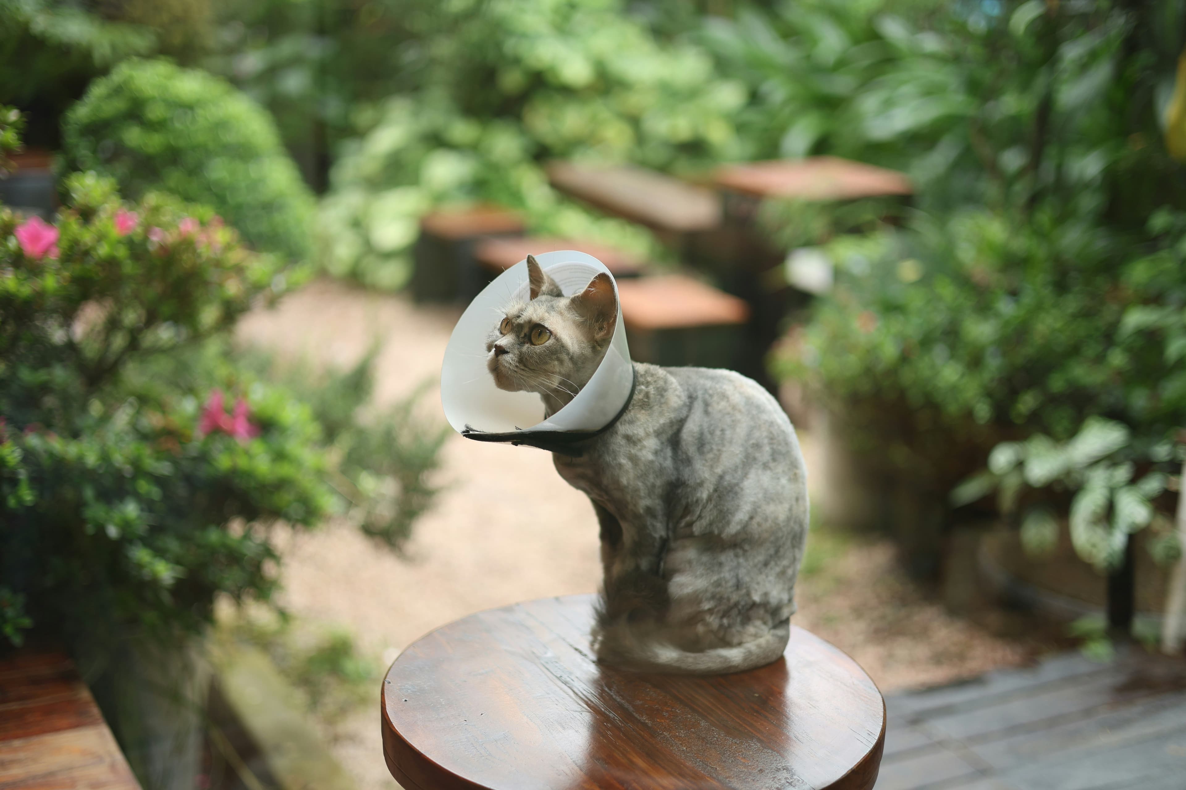 Happy pet at our clinic